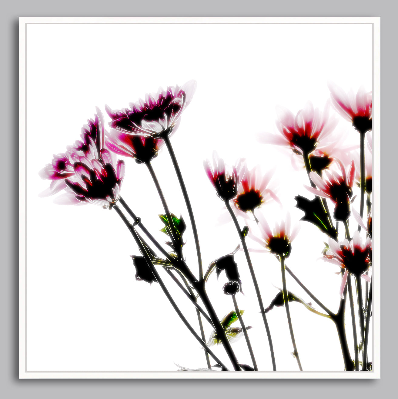 Ethereal Bloom - Limited Edition Canvas Print Square