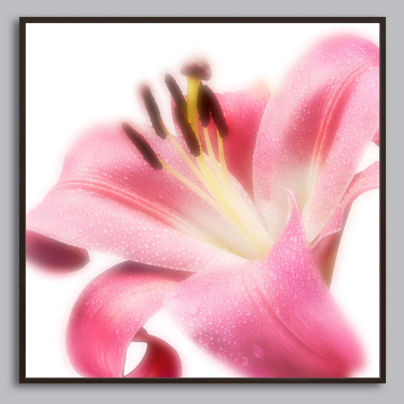 Radiant Blossom - Limited Edition Canvas Print Square