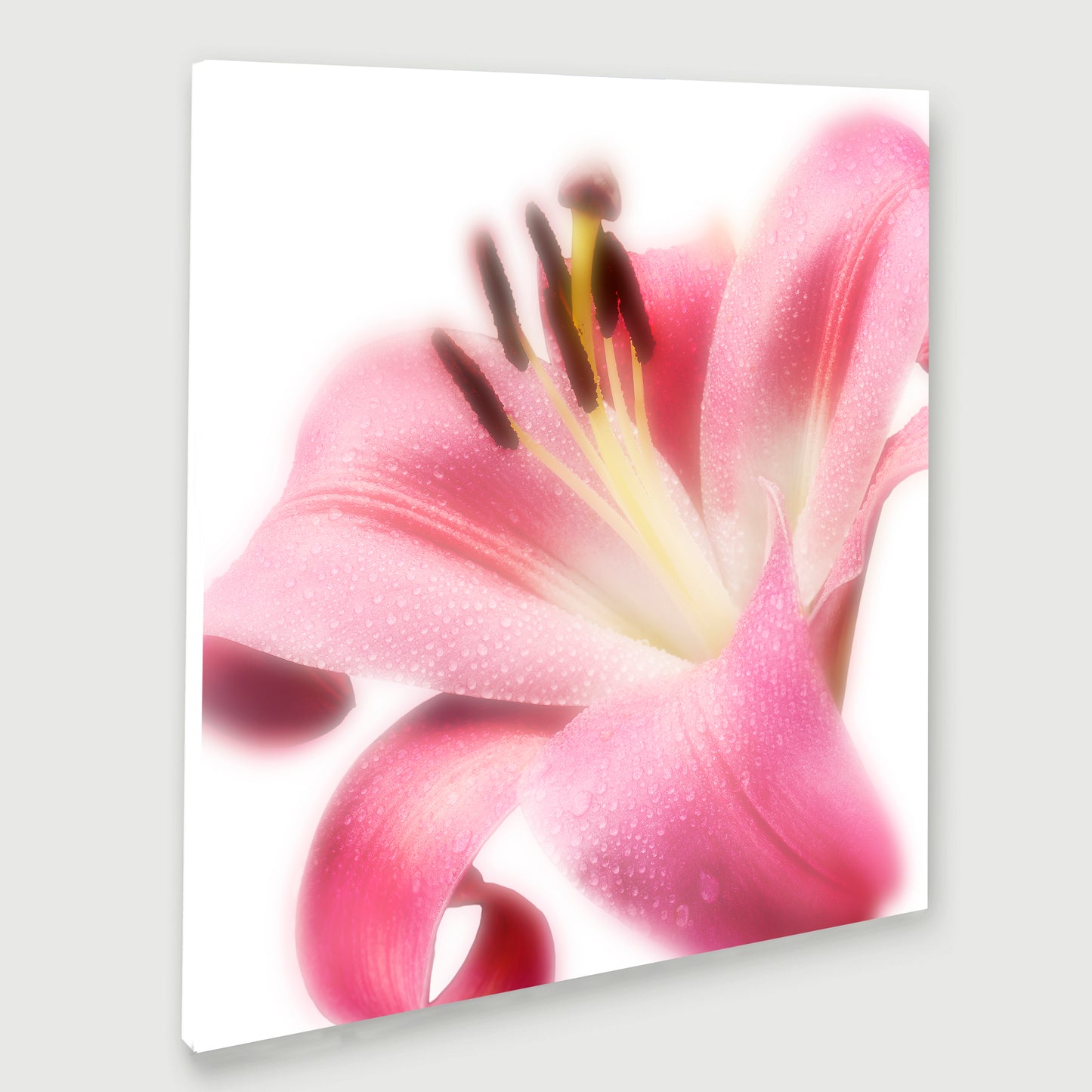 Radiant Blossom - Limited Edition Canvas Print Square