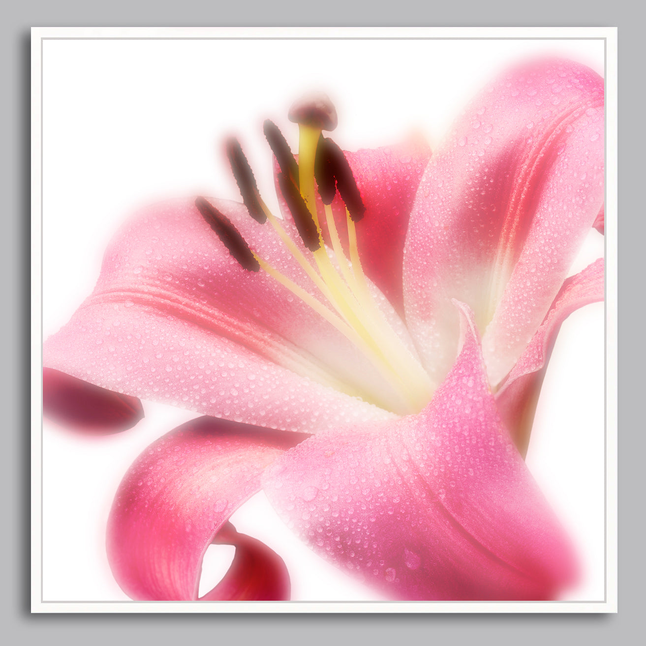 Radiant Blossom - Limited Edition Canvas Print Square